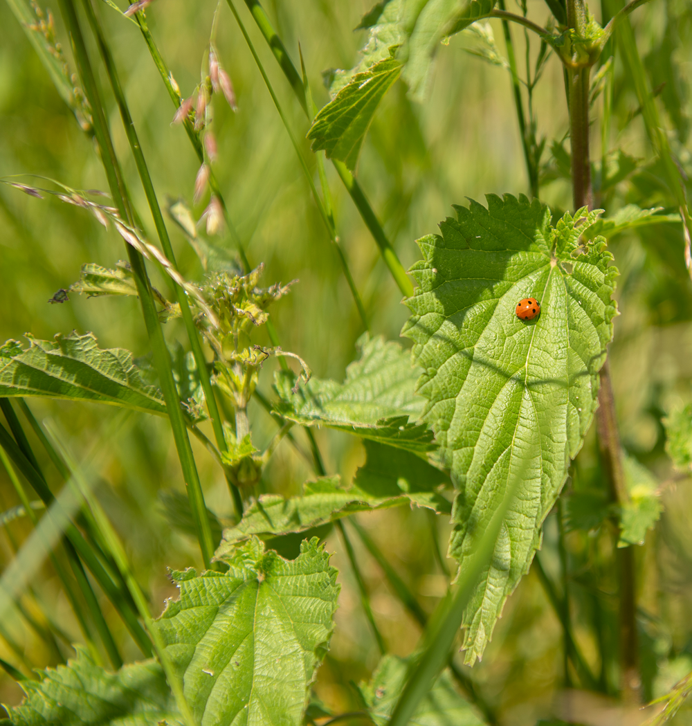 Wildkräuter in der Natur